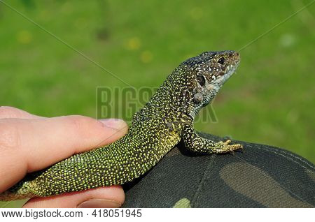 European Green Lizard Lacerta Viridis In Human Fingers. Little Lizard Turning Back And Looking Into 