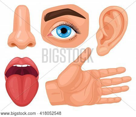 Cartoon Human Sensory Organs. Anatomy Human Senses, Skin Touch, Hearing, Eyes Vision, Taste Tongue A