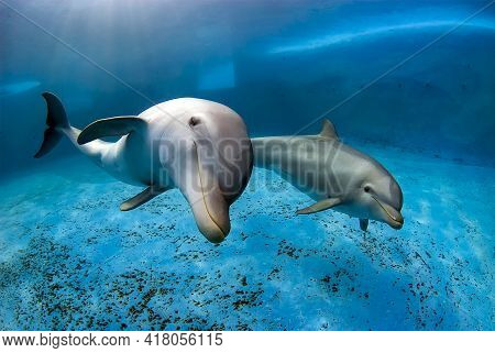 Two Bottlenose Dolphins Swimming In A Pool. Underwater Shot