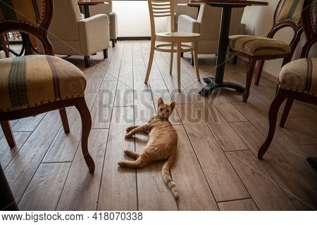 Redhead Cat, Stray, Lounging And Resting On The Floor Of A Restaurant, Bar, Cafe, In A Pet Friendly 