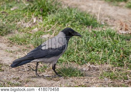 Focus On A Hooded Crow, A Black And Grey Crow Bird From The Corvidae Family, Also Called Corvus Corn