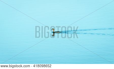 Little Grebe Duck Swimming In A Lake Isolated On Clam Blue Waters In Pusiyankulama Wewa, Anuradhapur