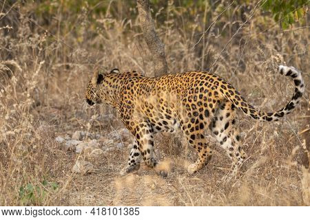 Side View Of Indian Wild Leopard Or Panther Walking In Forest In Natural Background During Wildlife 