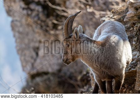 Alpine Ibex Capra Ibex On The Rocks. It Is Also Known As Steinbock Or Bouquetin.