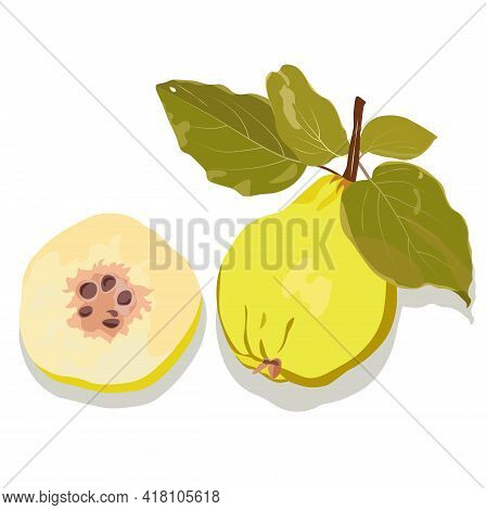 Quince Vector Stock Illustration. Close-up Of The Fruit Of A Yellow Sweet Fruit. Japanese Quince. Pe