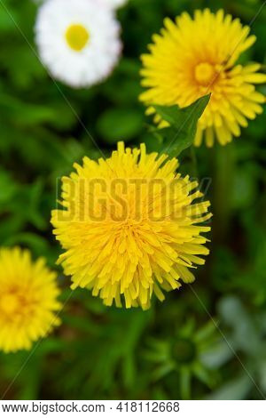 Yellow Young Flowers Mother And Stepmother On A Background Of Green Grass On A Bright Sunny Spring D