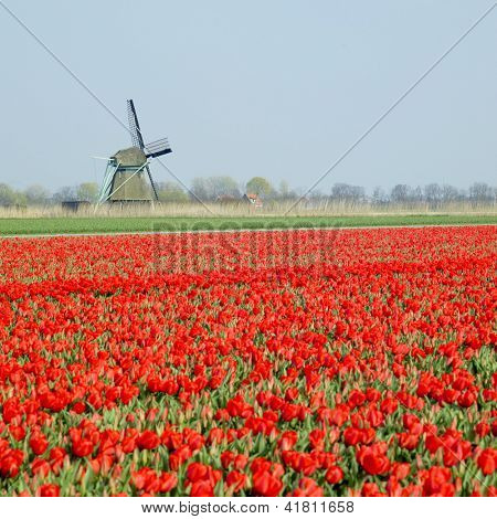 windmill มีทิวลิปใกล้คลอง Ooster Egalementsloot เนเธอร์แลนด์