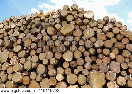Background Of Many Cut Logs Stacked Ready To Be Brought Into The Sawmill
