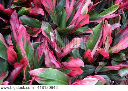 Red, Green And Black Color Foliage Of Ti-plant 'bolero' Plants