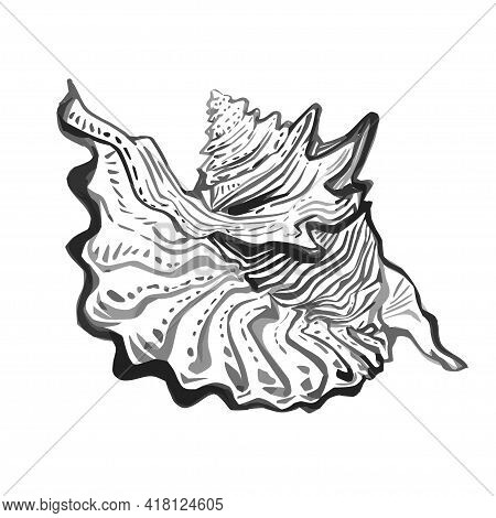 Sea Shell Hand Drawn Doodle Outline Sketch In Gray Black Halftones. Amazing Inhabitant Of The Seabed