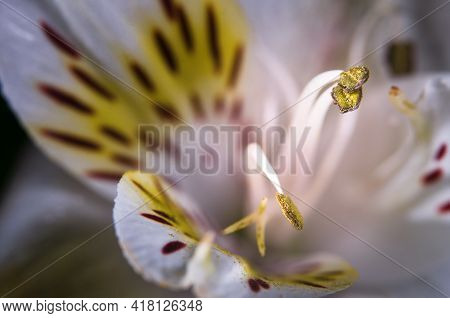 Alstroemeria Virginia Flower Close-up. White Alstroemeria. Macra Shooting.