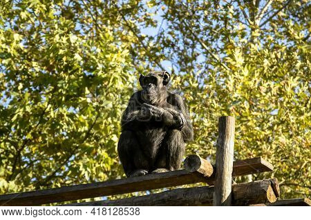 Chimpanzee Monkey Folded His Arms Over His Chest And Looks Into The Distance. The Roof Of The House 