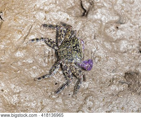Rock Crab - Metopograpsus Frontalis Latifrons