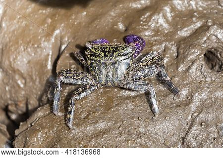 Rock Crab - Metopograpsus Frontalis Latifrons