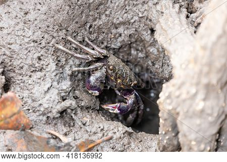 Mangrove Crab - Episesarma Mederi