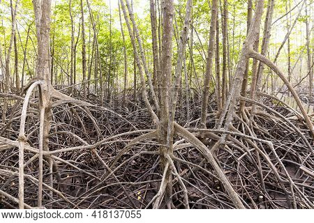 Rhizophora Apiculata Blume Forest