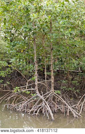 Rhizophora Apiculata Blume Forest