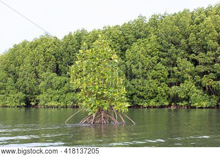 Rhizophora Apiculata Blume Forest