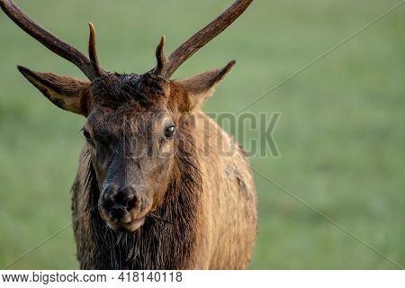 Face Of Young Bull Elk On Left Of Frame In Great Smoky Mountains National Park