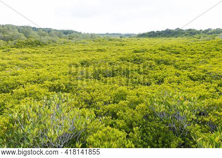 Ceriops Tagal Forest