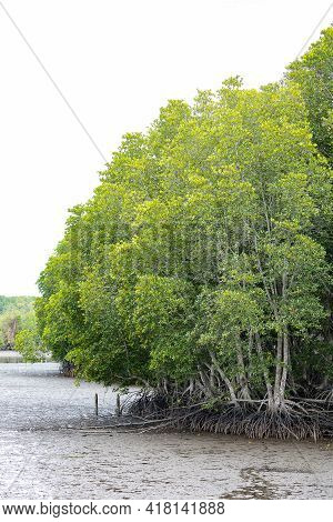 Rhizophora Apiculata Blume Forest
