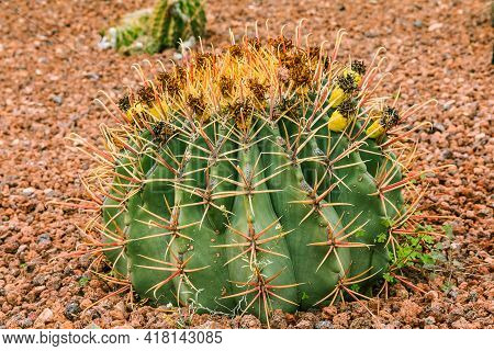 Prickly Green Small Cactus Ferocactus Gracilis On Stony Ground With Dried Flowers In Autumn. Country