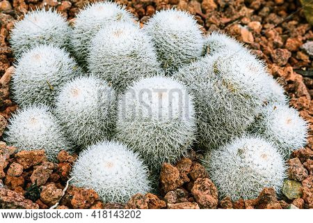 Cactus Mammillaria Geminispina On Stony Ground In Autumn With Many White Spines And Upper Red Tips. 