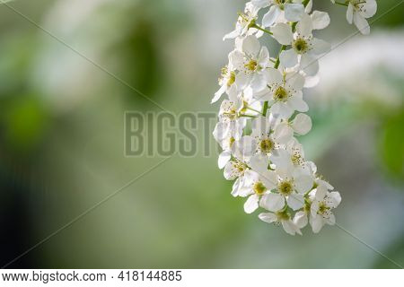 White Flowers Blooming Bird Cherry. Bird Cherry Tree In Blossom. Close-up Of A Flowering Prunus Padu