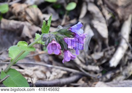 The Bouquet Of Pulmonaria Or Lungwort Multicolor Blue, Magenta, Red And Purple Blooming Flowers.