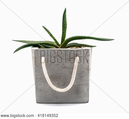 Succulents In A Flower Pot. Compositions Of Succulents.