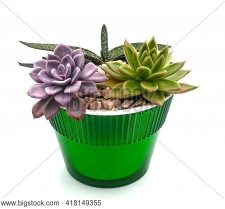 Succulents In A Flower Pot. Compositions Of Succulents.