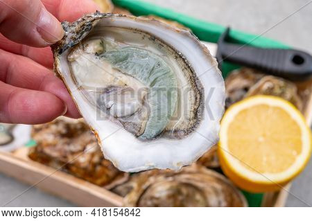 Eating Of Fresh Big Raw Fine De Claires Vertes Green French Oysters From Marennes-oleron
