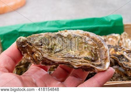 Eating Of Fresh Big Raw Fine De Claires Vertes Green French Oysters From Marennes-oleron