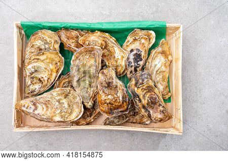 Eating Of Fresh Big Raw Fine De Claires Vertes Green French Oysters From Marennes-oleron