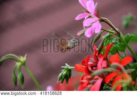 Moth Brazhnik, Collects Nectar From Bright Pink And Red Flowers.