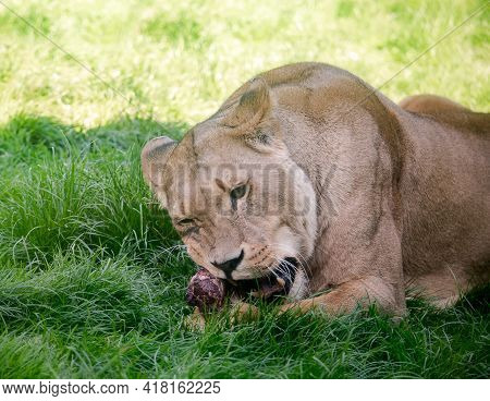 Female Lion Feeding On A Piece Of Meat