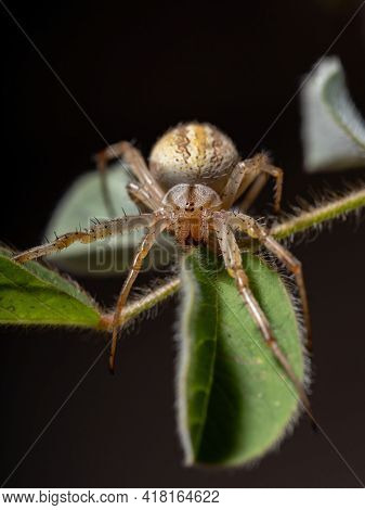 Grass Neoscona Spider