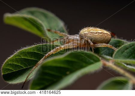 Grass Neoscona Spider