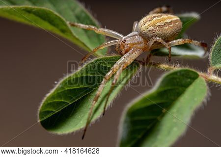 Grass Neoscona Spider