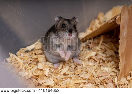 Campbell's Dwarf Hamster