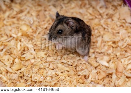 Campbell's Dwarf Hamster