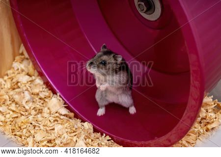 Campbell's Dwarf Hamster