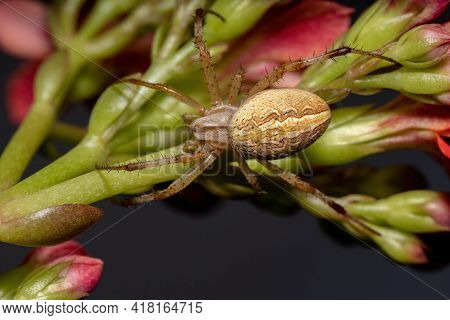 Grass Neoscona Spider