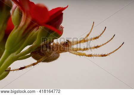 Grass Neoscona Spider
