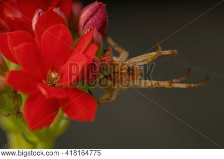 Grass Neoscona Spider