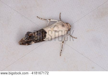 Adult Cutworm Moth