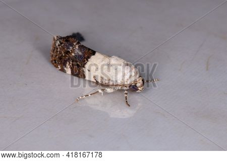 Adult Cutworm Moth