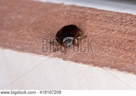 Burrowing Bug Animal Of The Family Cydnidae