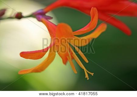 Montbretia