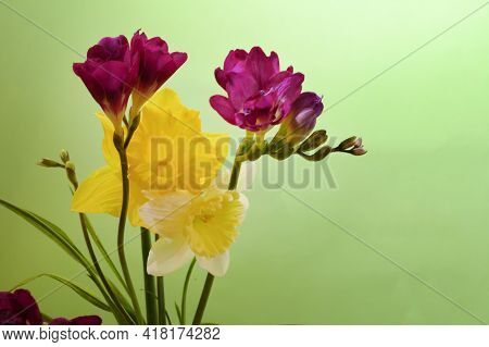 Freesia Very Nice Colorful Flower Close Up